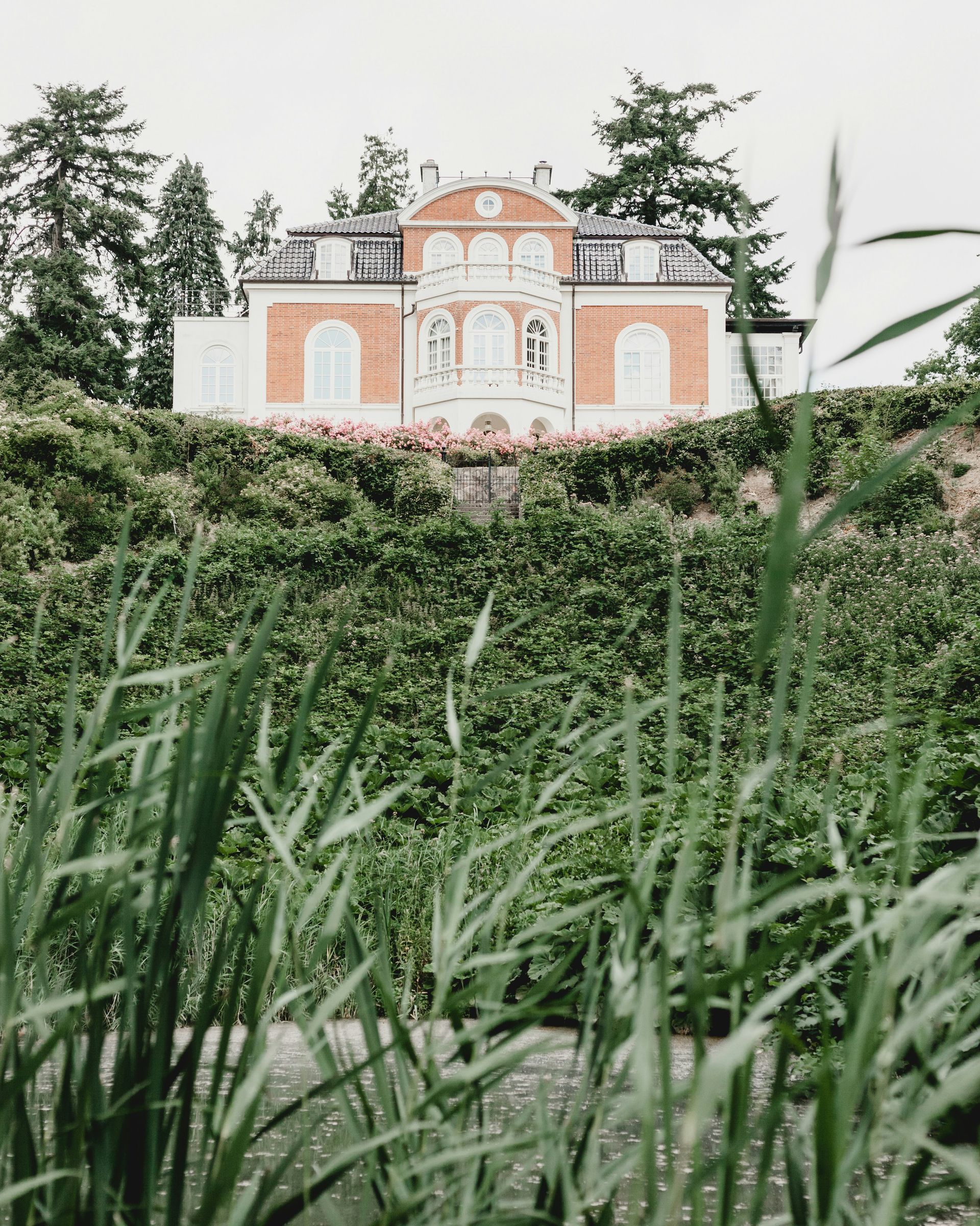 A grand, brick and white mansion atop a green hill, viewed through tall reeds.