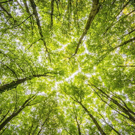 Regardant les arbres dans une forêt avec le soleil qui brille à travers les feuilles.