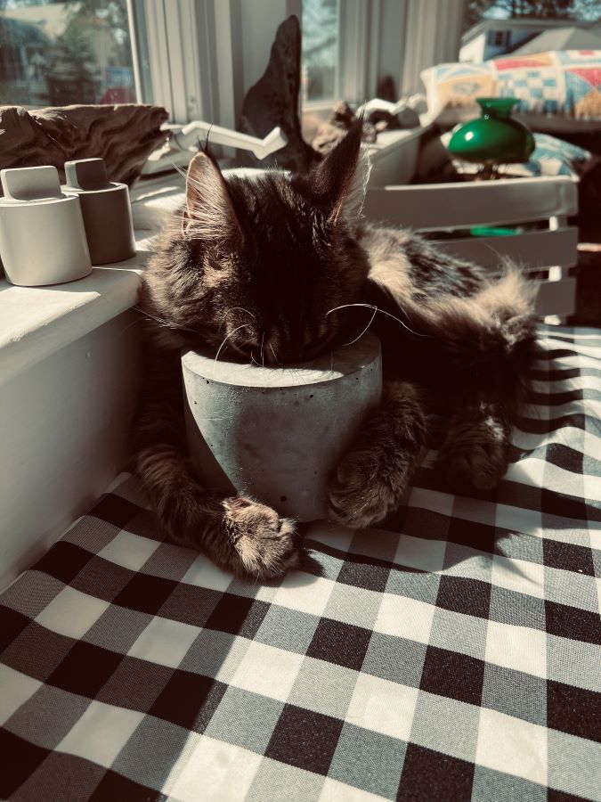 A cat is laying on a table next to a potted plant.
