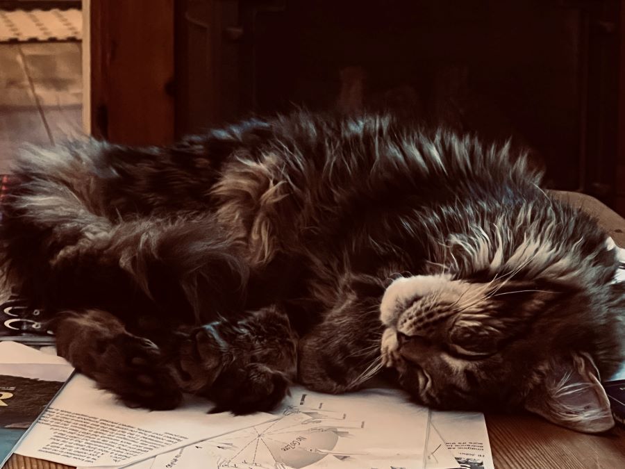 A cat is sleeping on a piece of paper on a table.