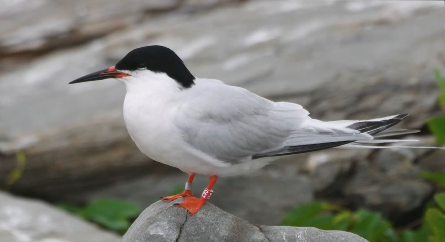 A white and black bird is perched on a rock.