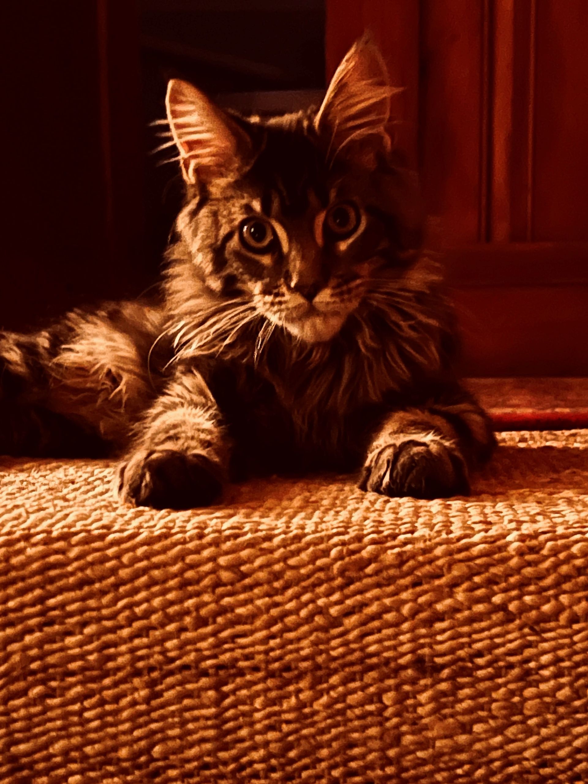 A cat is laying on a carpet and looking at the camera.
