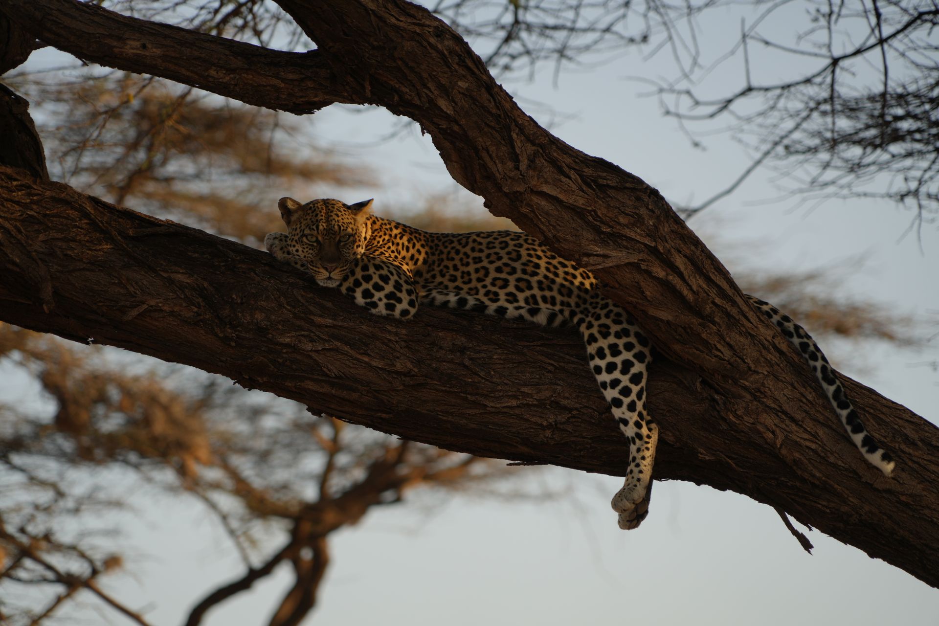 A Leopard resting after devouring a kill in Samburu.