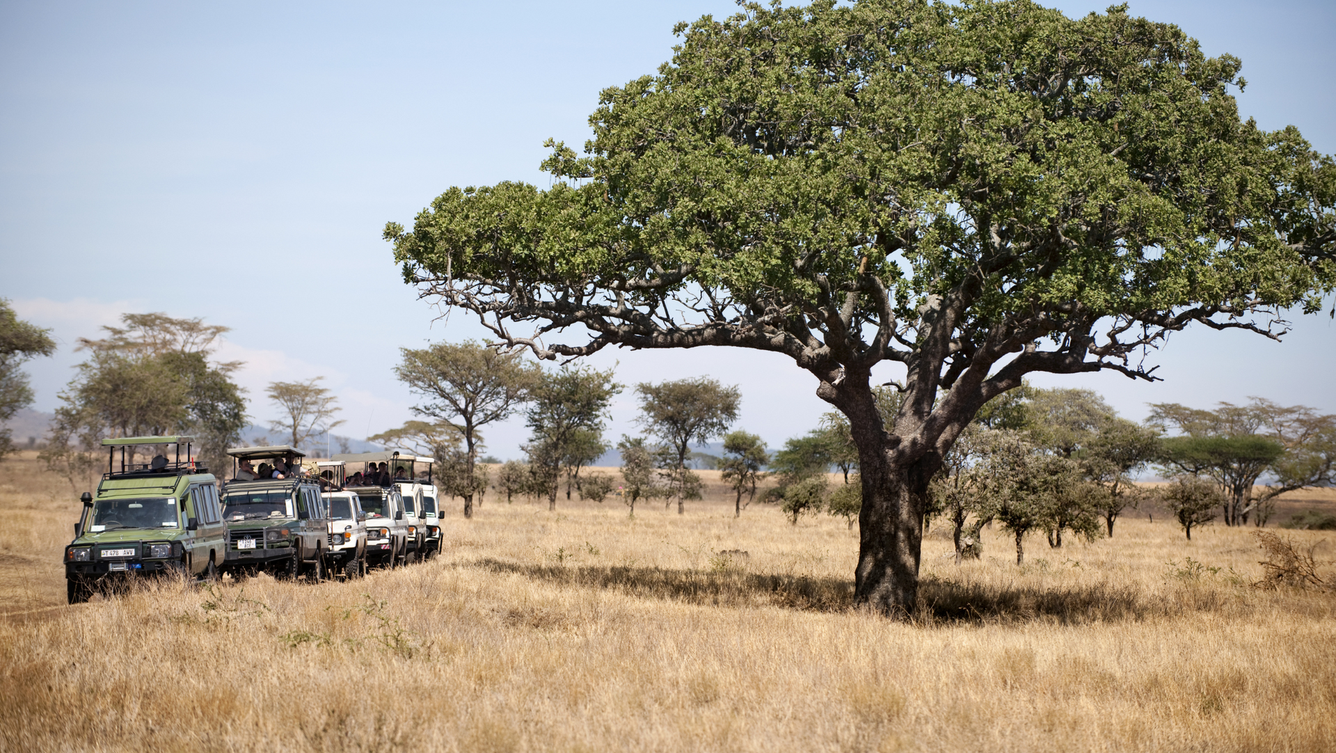 Noisy Safari vehicles surrounding an animal while polluting the air.