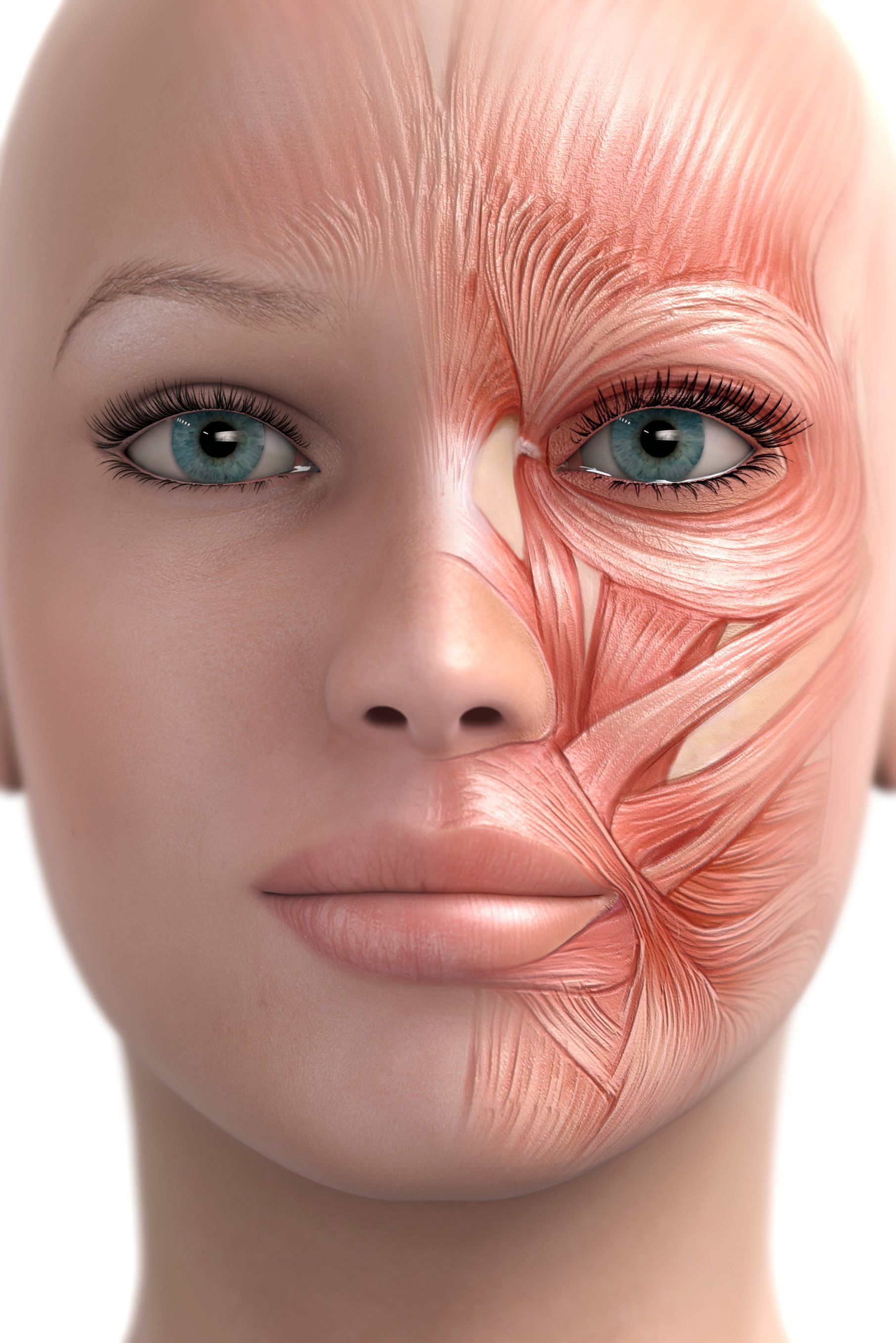 A diagram of the muscles of the human face