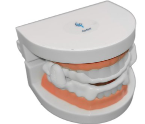 A white dental model