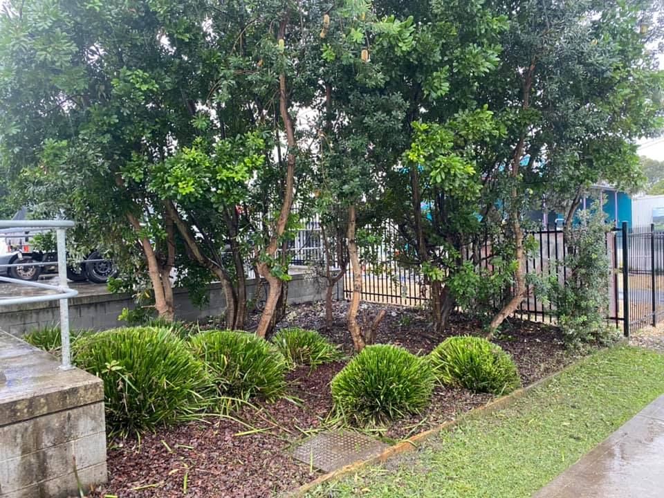Trees With Green Foliage and Brown Trunks, Planted in a Garden Bed — Coastal Slashing & Mowing Services In Harrington, NSW