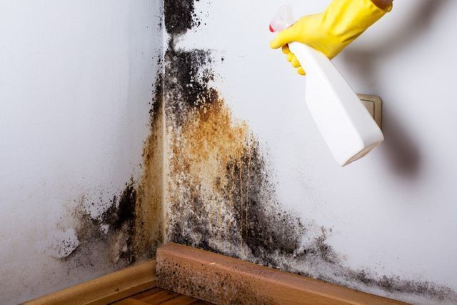Person in yellow gloves spraying bleach on moldy basement corner.