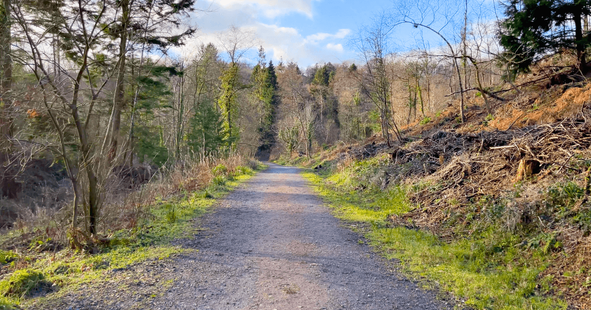 A dirt path in the middle of a forest surrounded by trees.