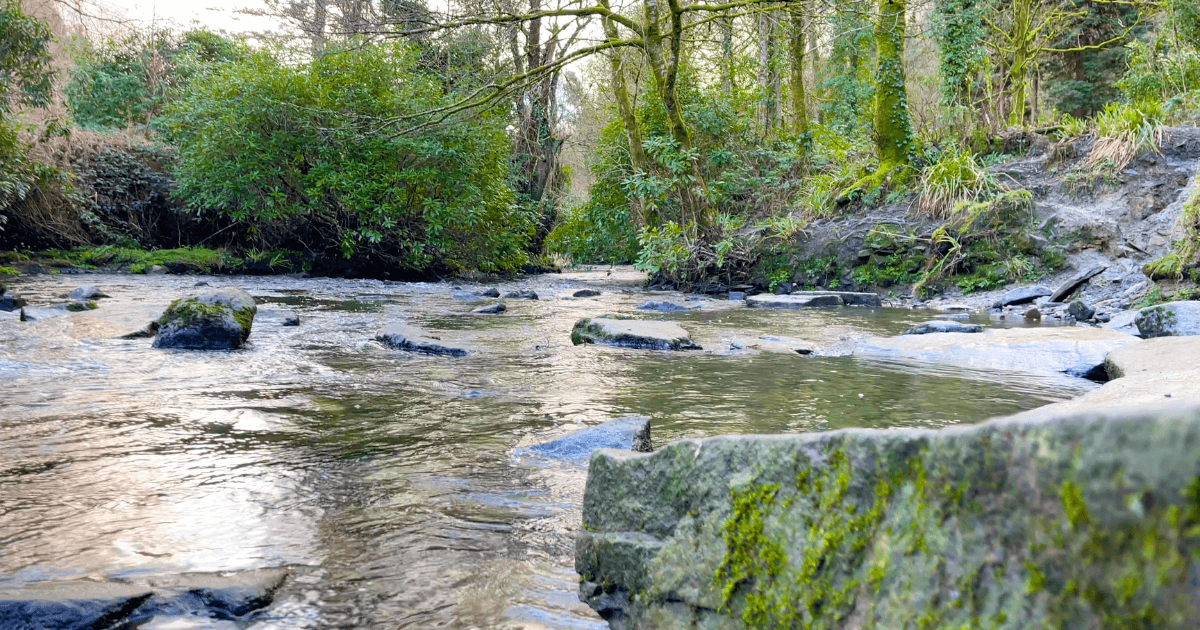 A river in the middle of a forest surrounded by trees and rocks.