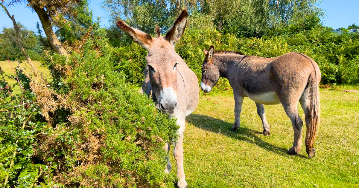 Two donkeys are standing next to each other in a grassy field.