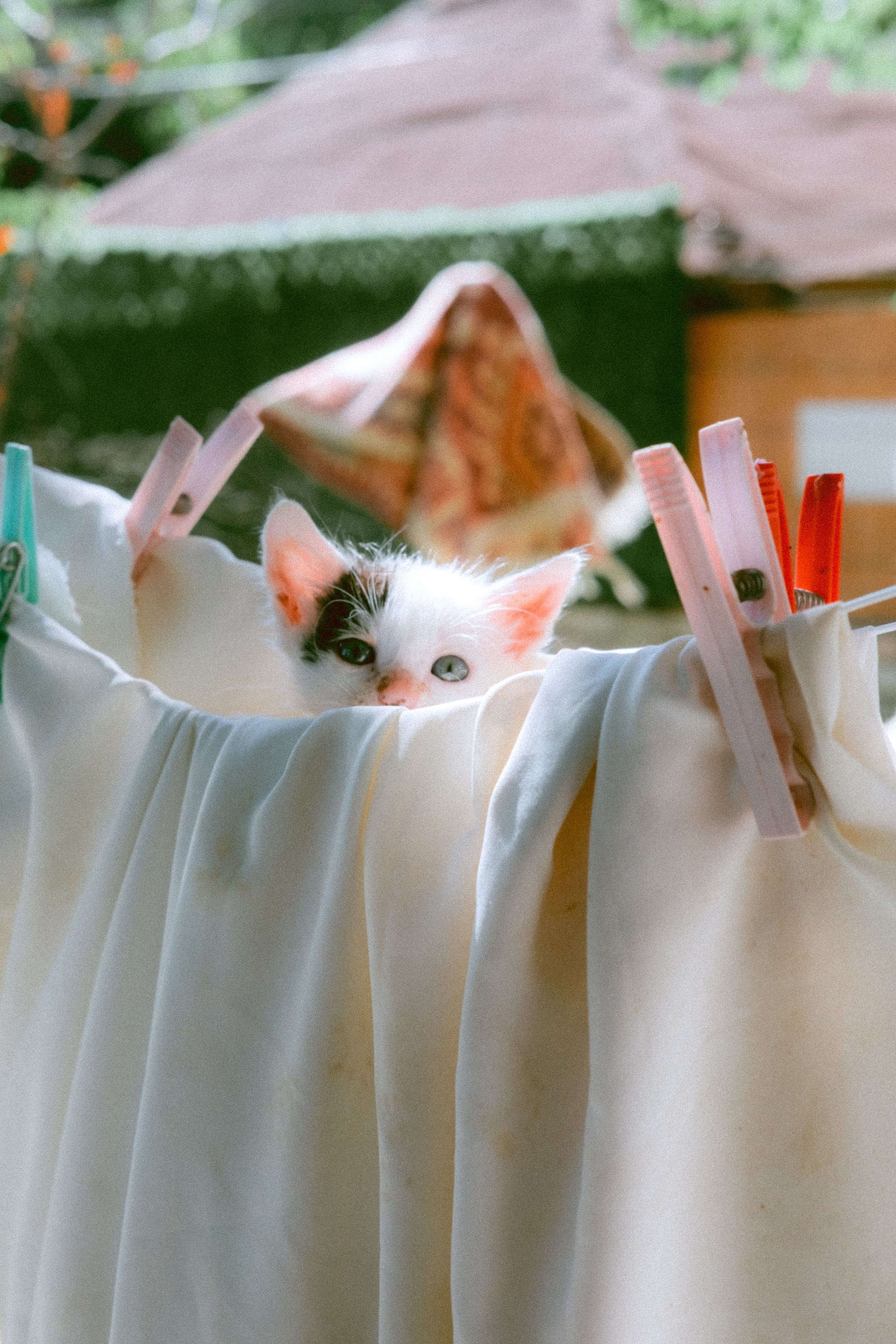 a kitten is hanging out of a clothes line