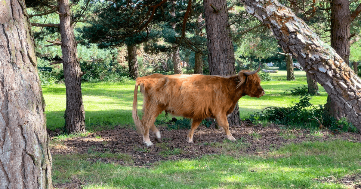 a brown cow is walking through a grassy field surrounded by trees .