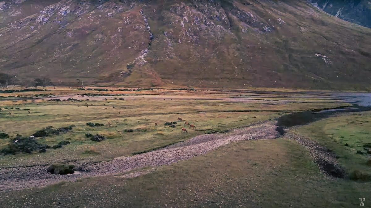 Deer roaming at Loch Etive