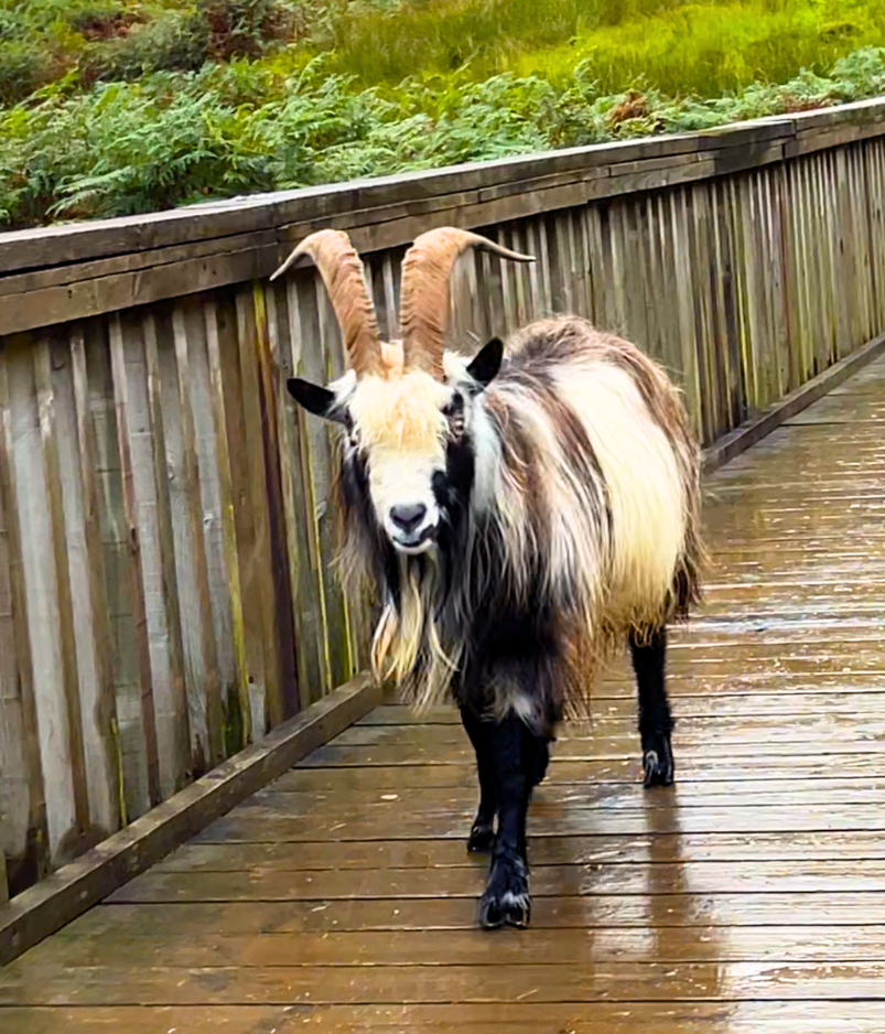 Feral Mountain Goat on Bridge at Grey Mare's Tail