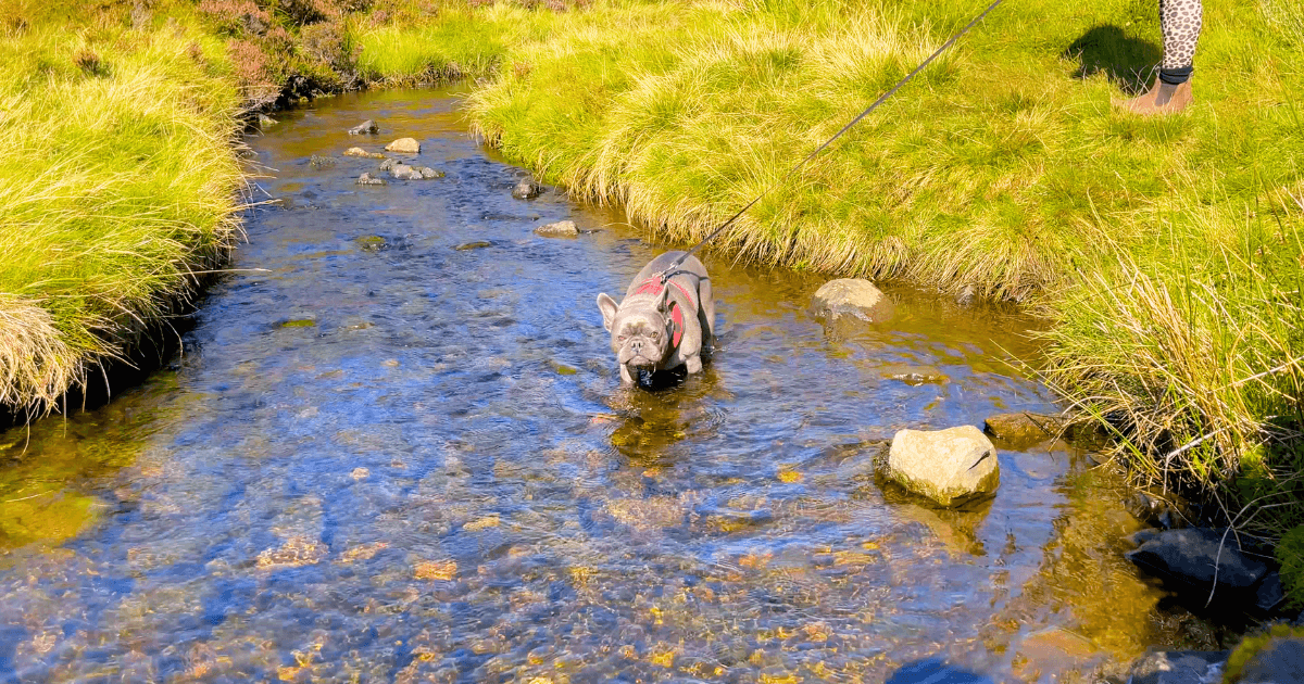 A French Bulldog is standing in a stream of water.