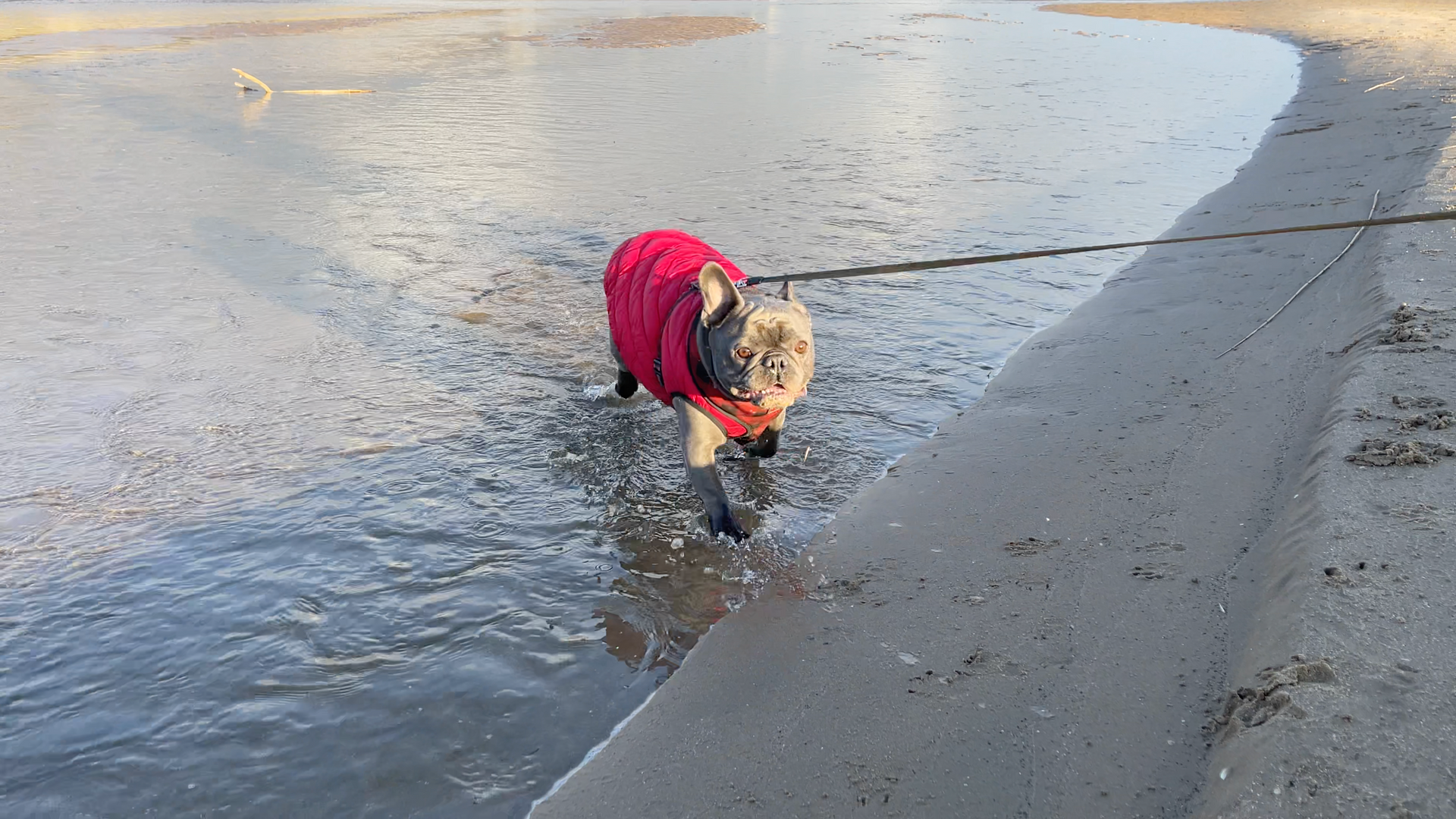 French Bulldog Oxwich Bay Beach