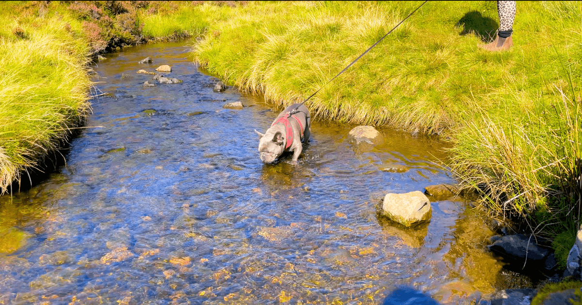 A French Bulldog is playing in a stream of water.