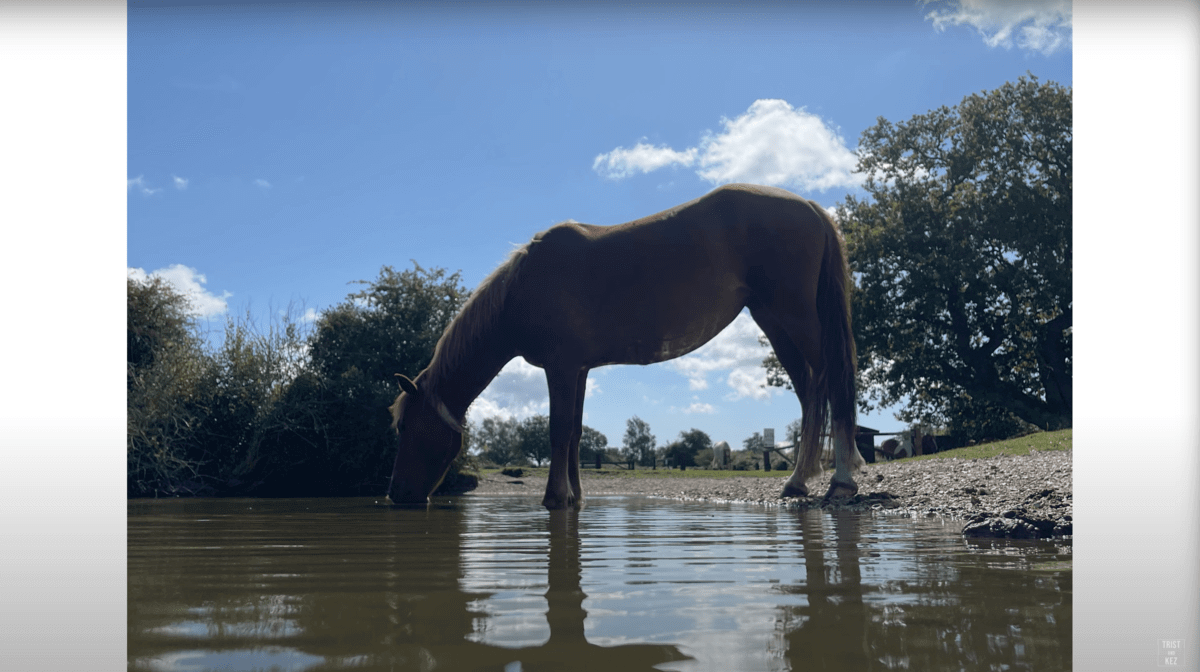 A pony is drinking water from a pond.