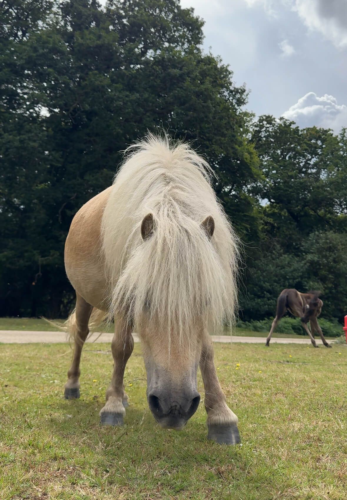 A pony with a long mane is standing in a grassy field.