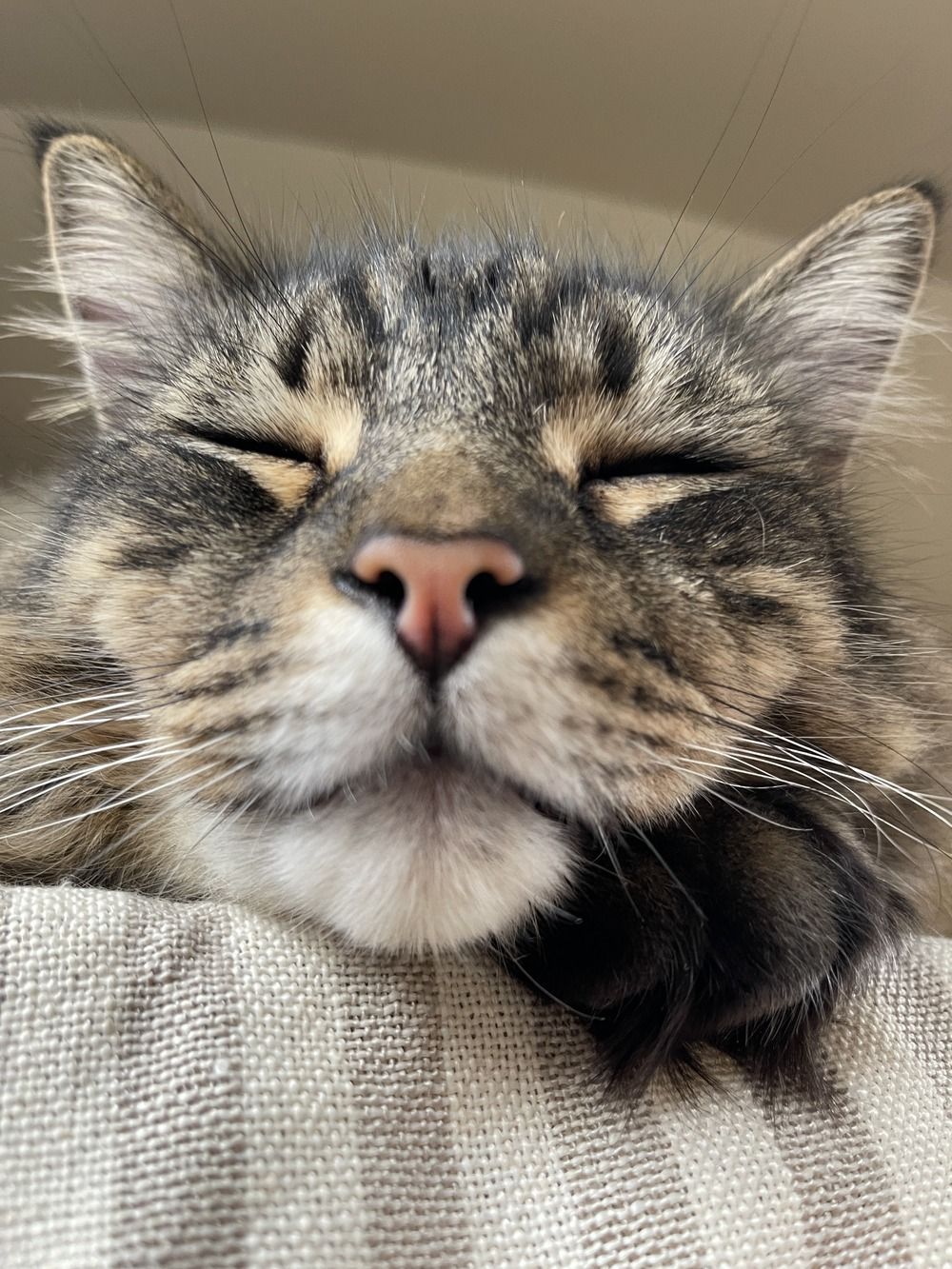 a close up of a cat 's face with its eyes closed .