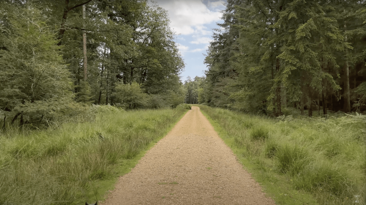 A dirt road going through a lush green forest.