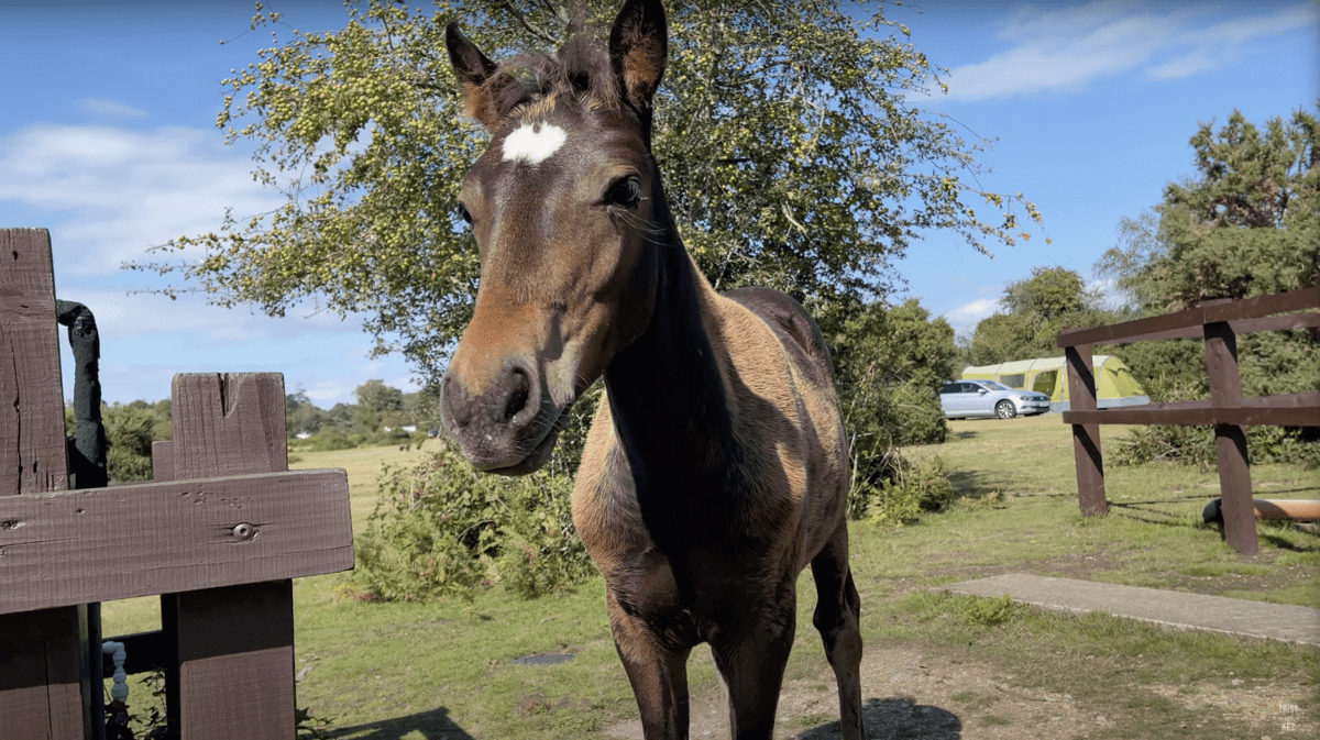 A brown pony is standing in a field next to a wooden fence.