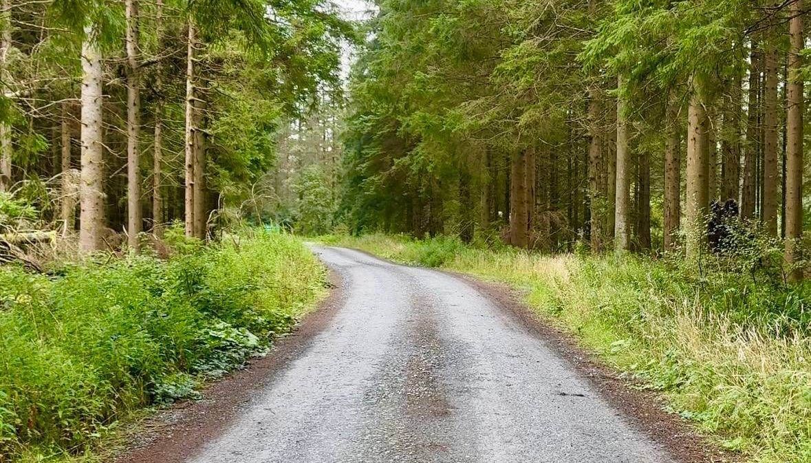 A road going through a forest with trees on both sides.