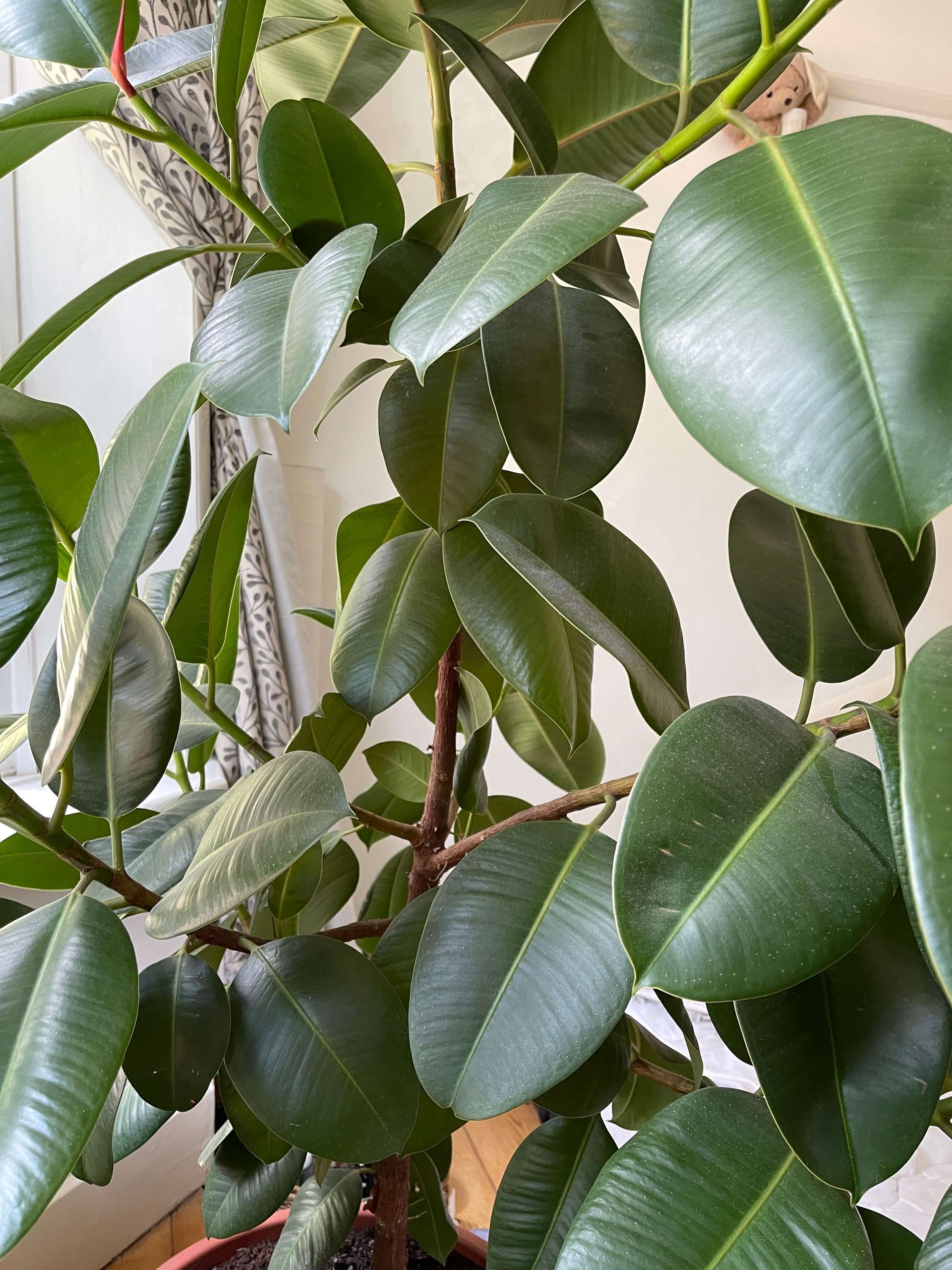 a close up of a plant with lots of green leaves .