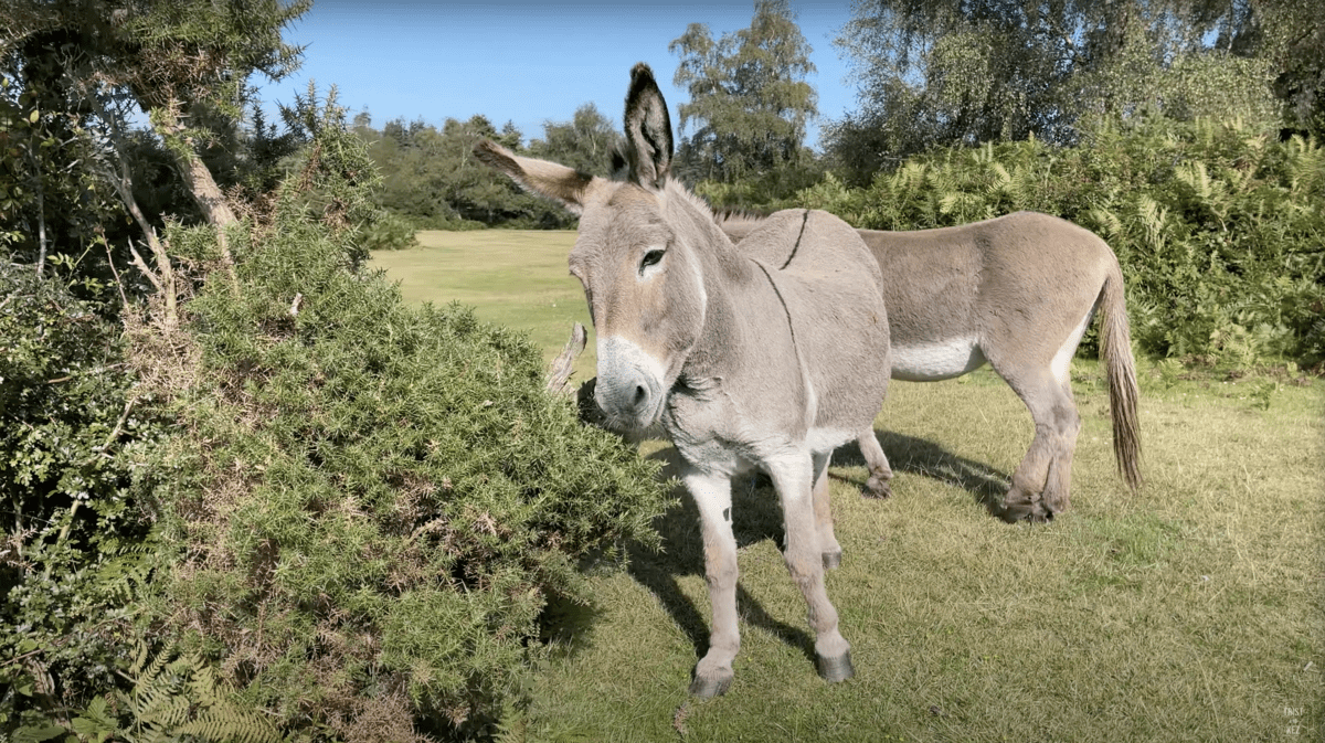 Two donkeys are standing next to each other in a grassy field.