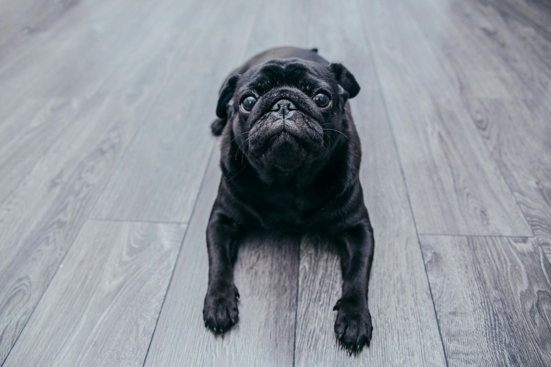 Best Flooring for Helena MT Climate, best flooring helena mt, best flooring in Helena MT