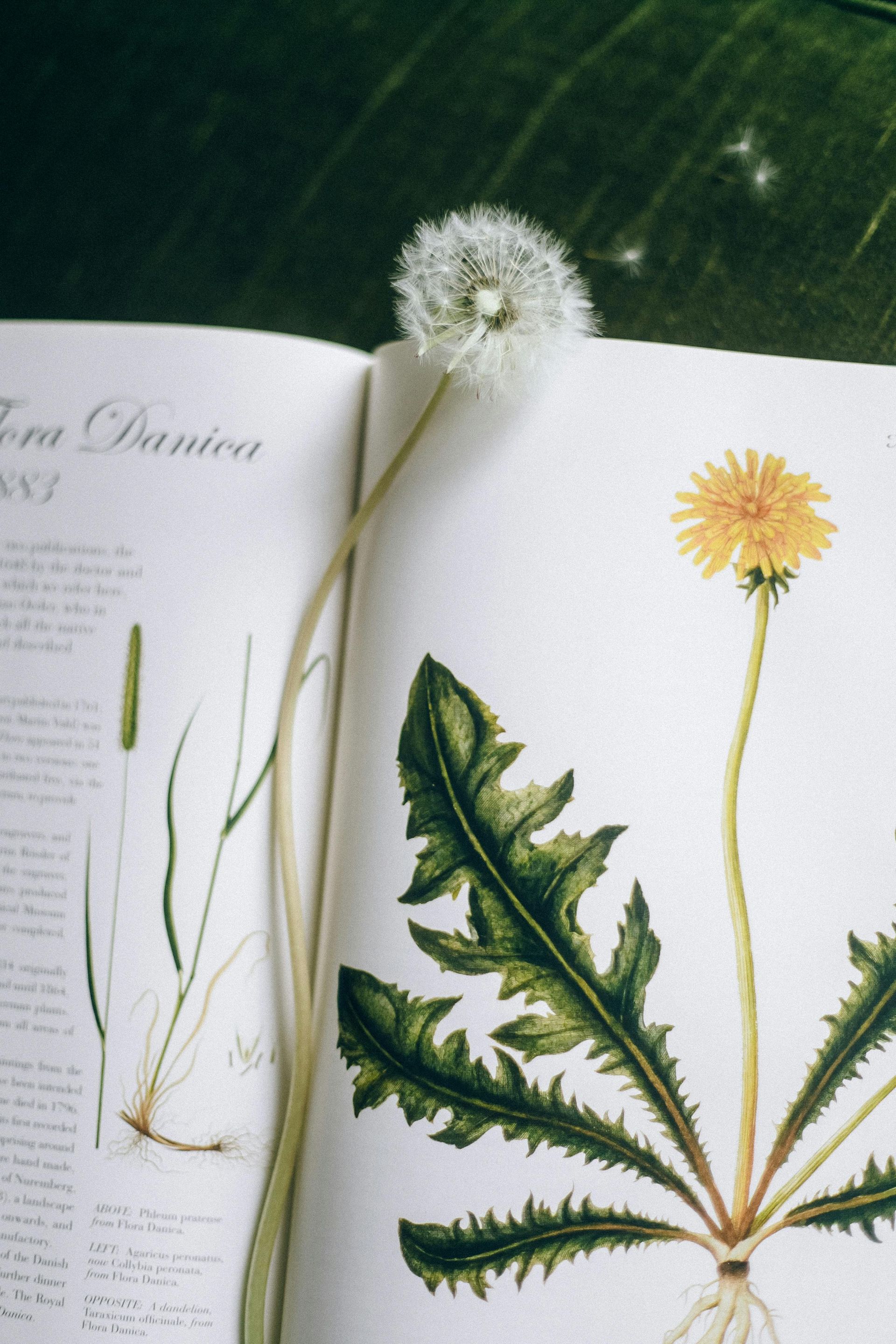 A book is open to a page with a dandelion on it