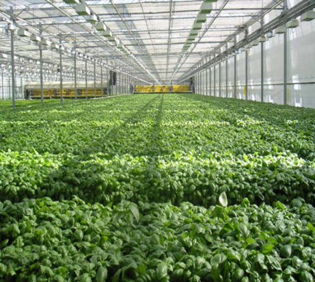 A greenhouse filled with lots of green plants