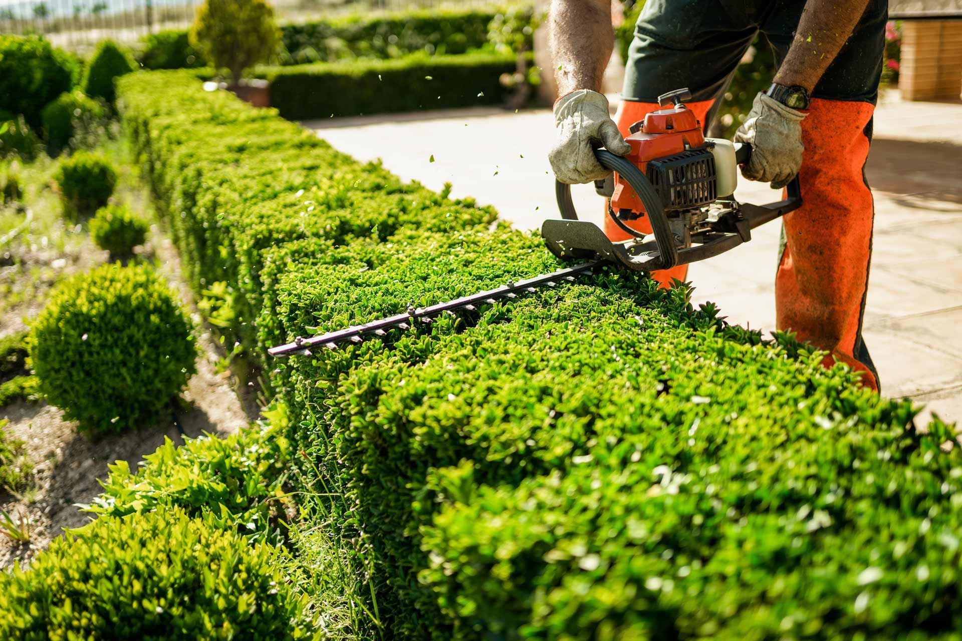 Person using a hedge trimmer to cut a green hedge outdoors.
