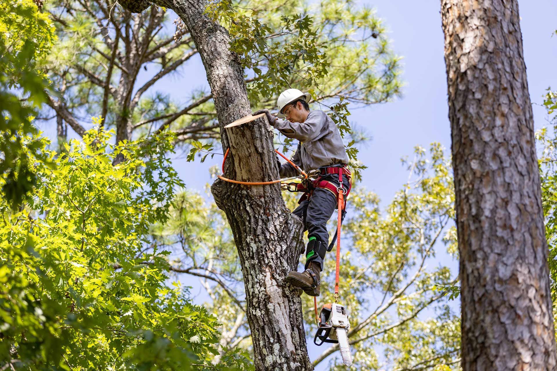 Arborist in a tree, using a chainsaw. Wearing safety gear.