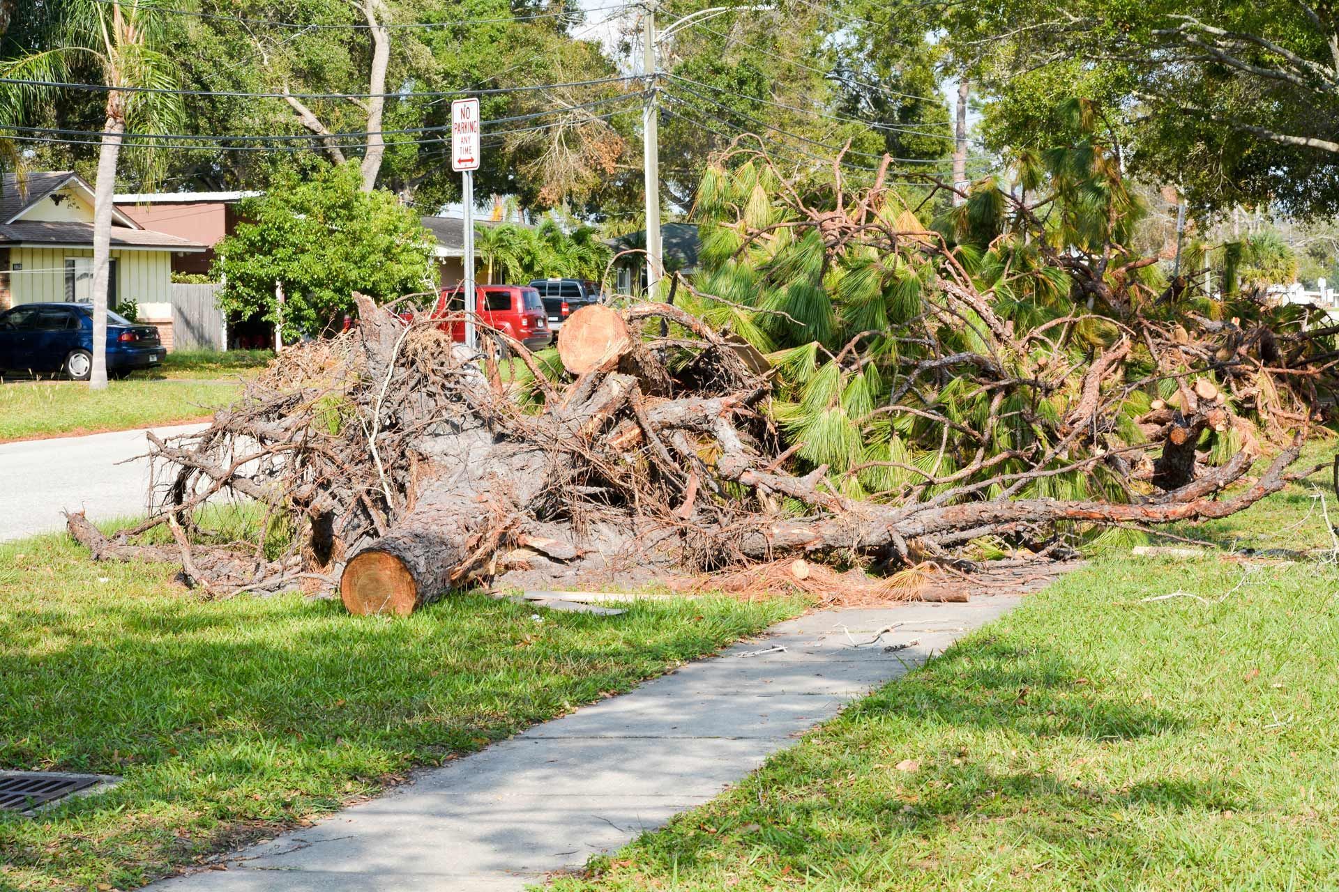 Fallen tree with exposed roots lies on a lawn next to a sidewalk and street.