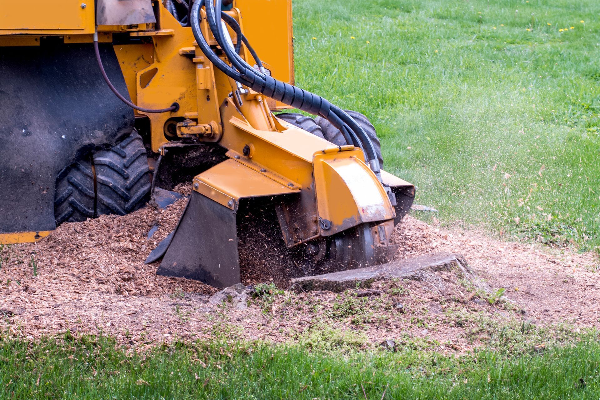 Yellow stump grinder removing a tree stump, spraying wood chips onto grass.