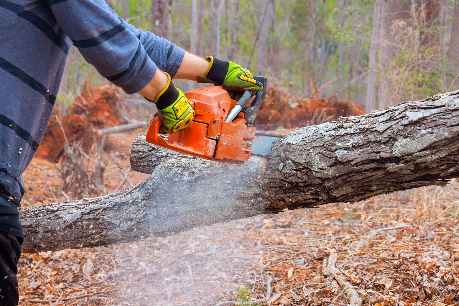 Person in gloves uses an orange chainsaw to cut a log in a wooded area.