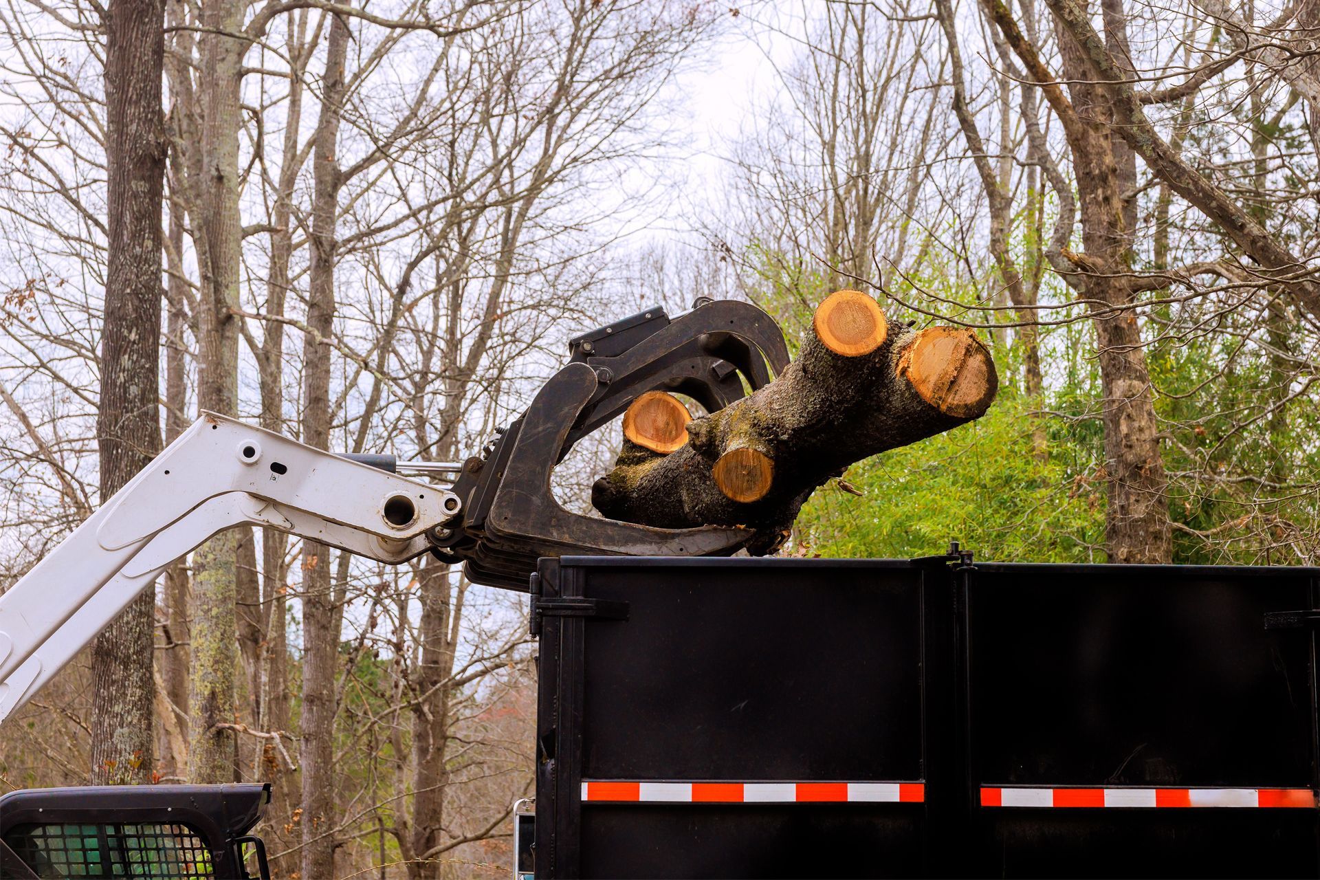 Bobcat loader with grapple arm loading tree branches into a black dump truck bed.