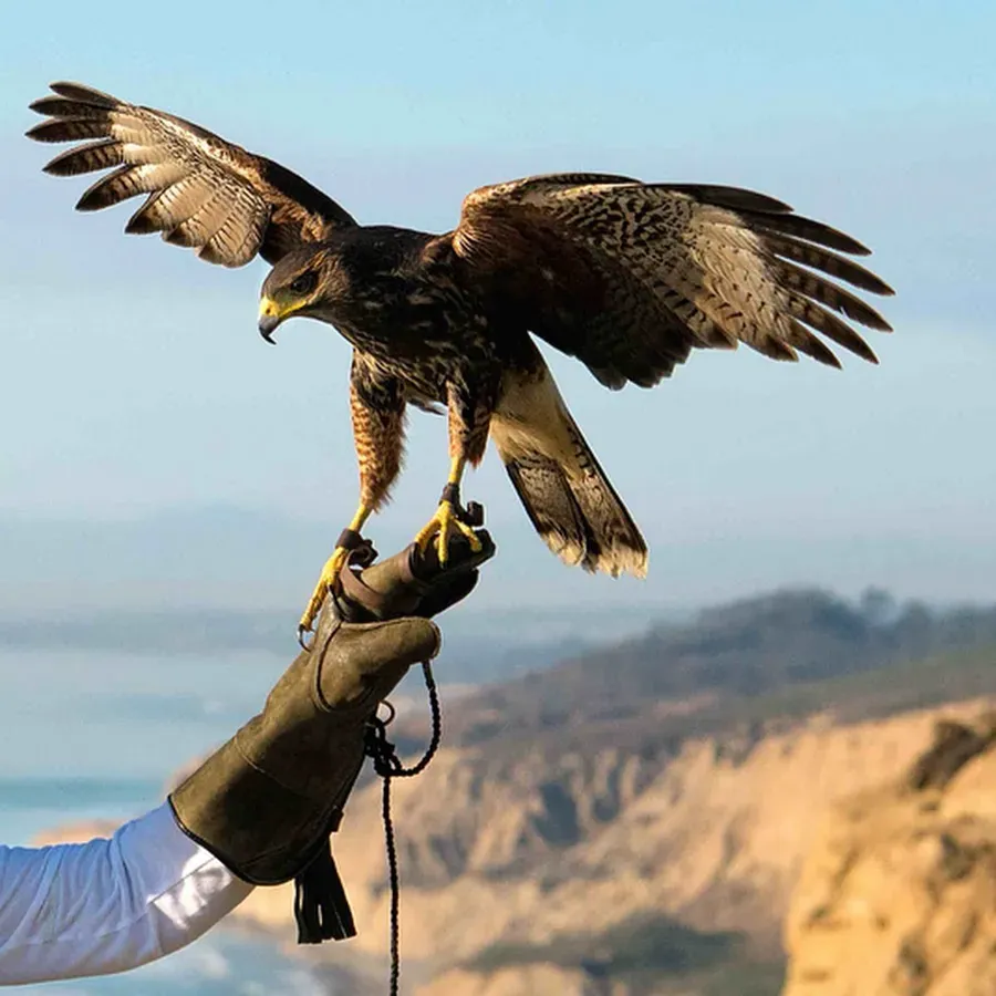 A person is holding a bird with a 3m glove on their arm