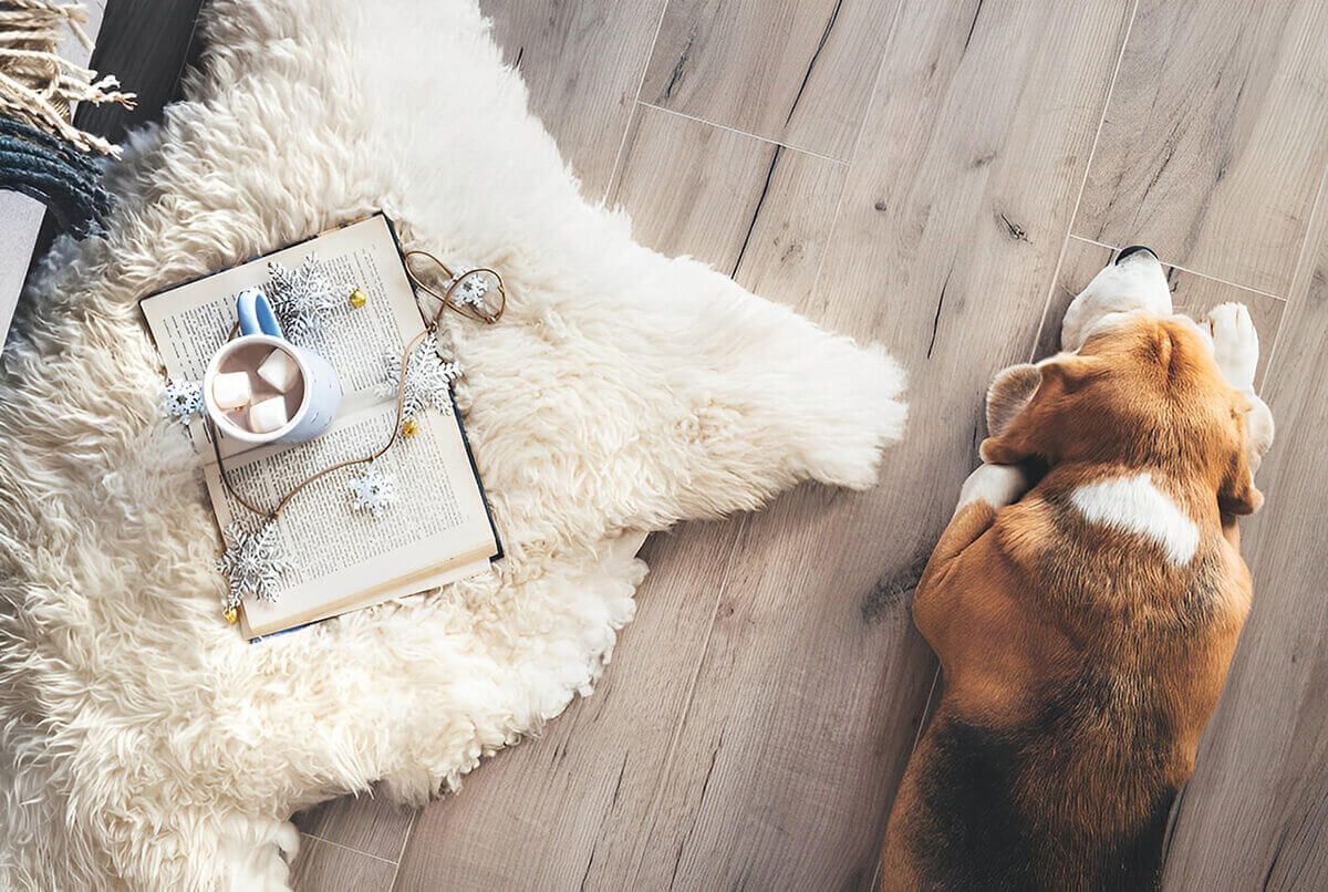 Beagle Lies On Vinyl Flooring — Flooring - Bundaberg Carpets and Vinyls