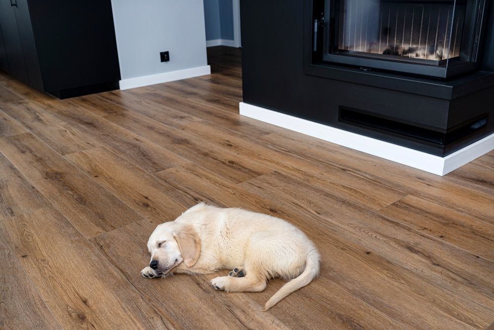 Sleeping Dog on The Wooden Flooring