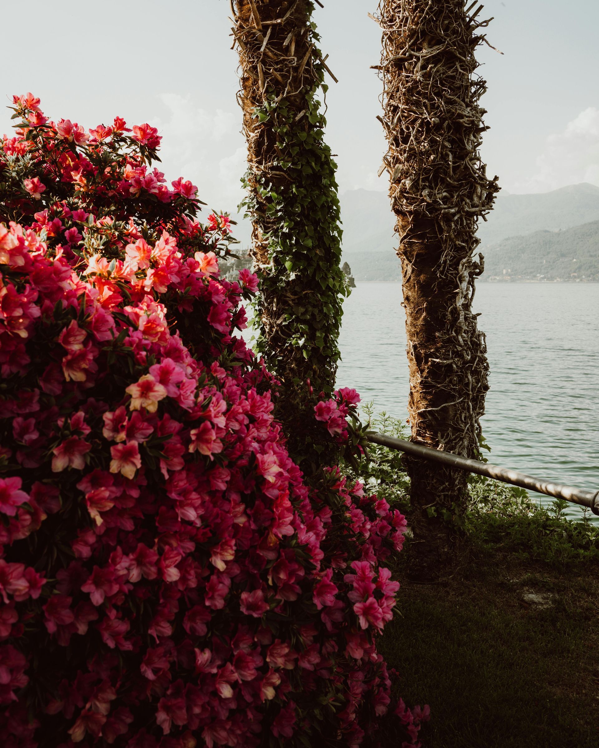 Un cespuglio con fiori rosa accanto a uno specchio d'acqua