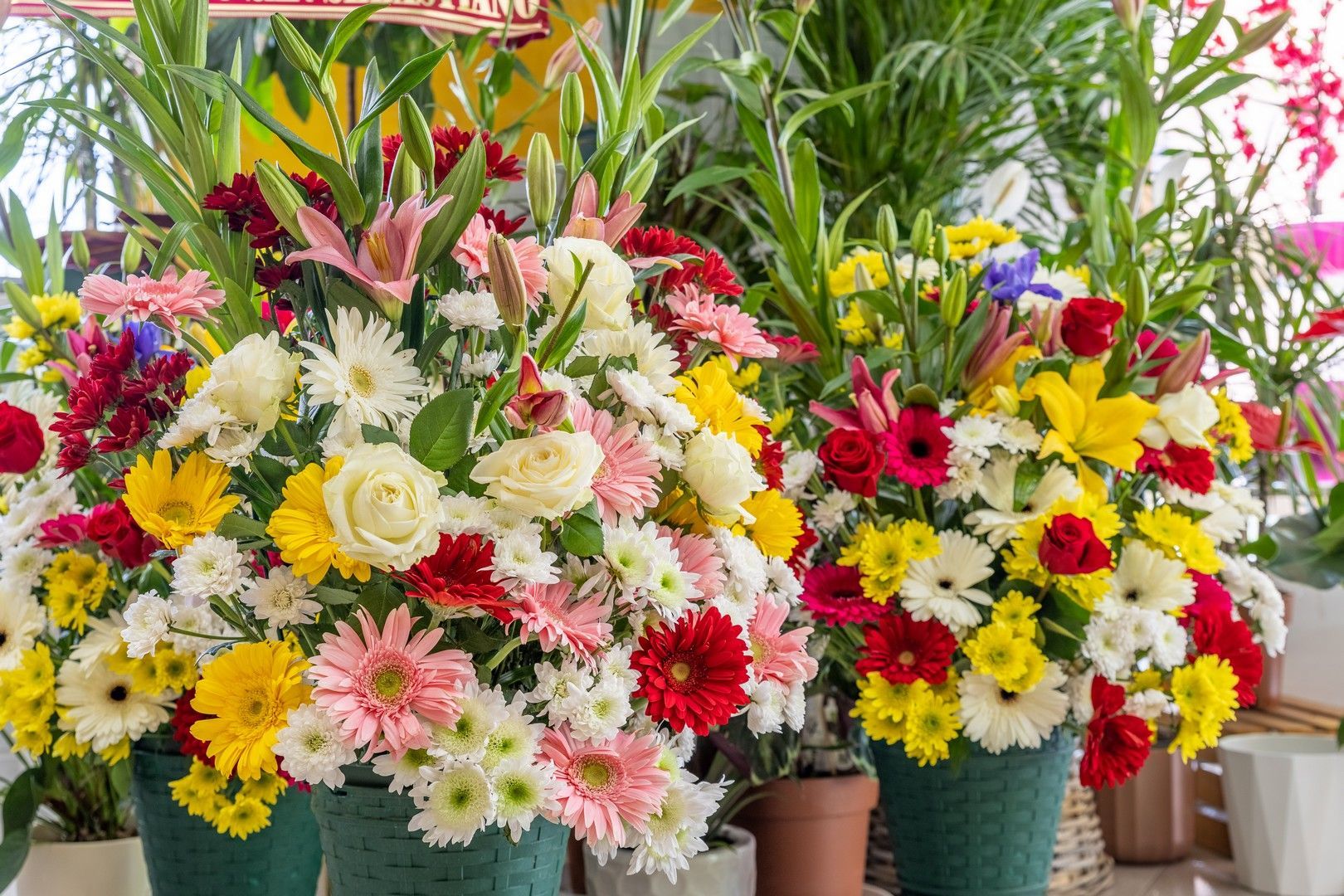 Ci sono molti tipi diversi di fiori nei vasi.