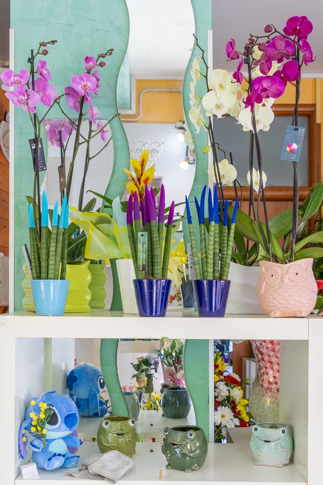 Uno scaffale pieno di piante in vaso e uno specchio.