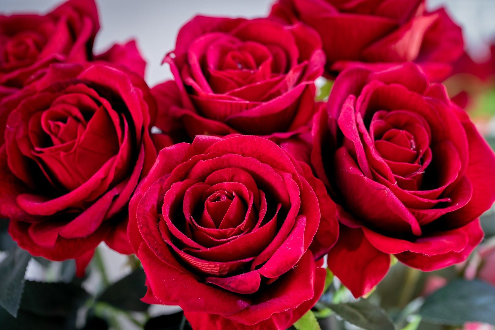 Un primo piano di un mazzo di rose rosse con gocce d'acqua sopra.