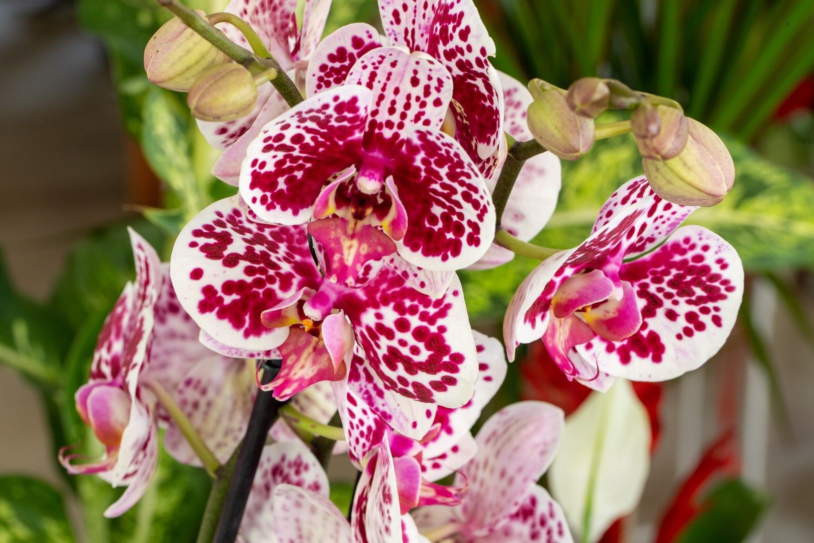 Un primo piano di un fiore di orchidea rosa e bianco