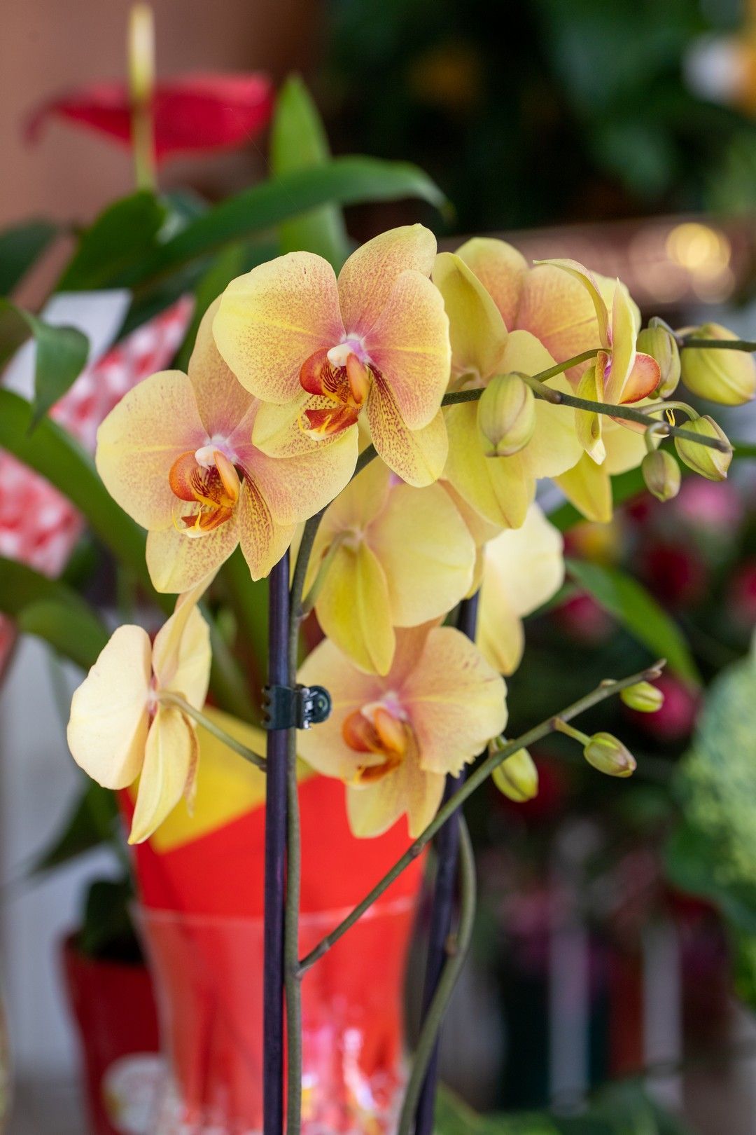 Primo piano di un'orchidea gialla in un vaso rosso.