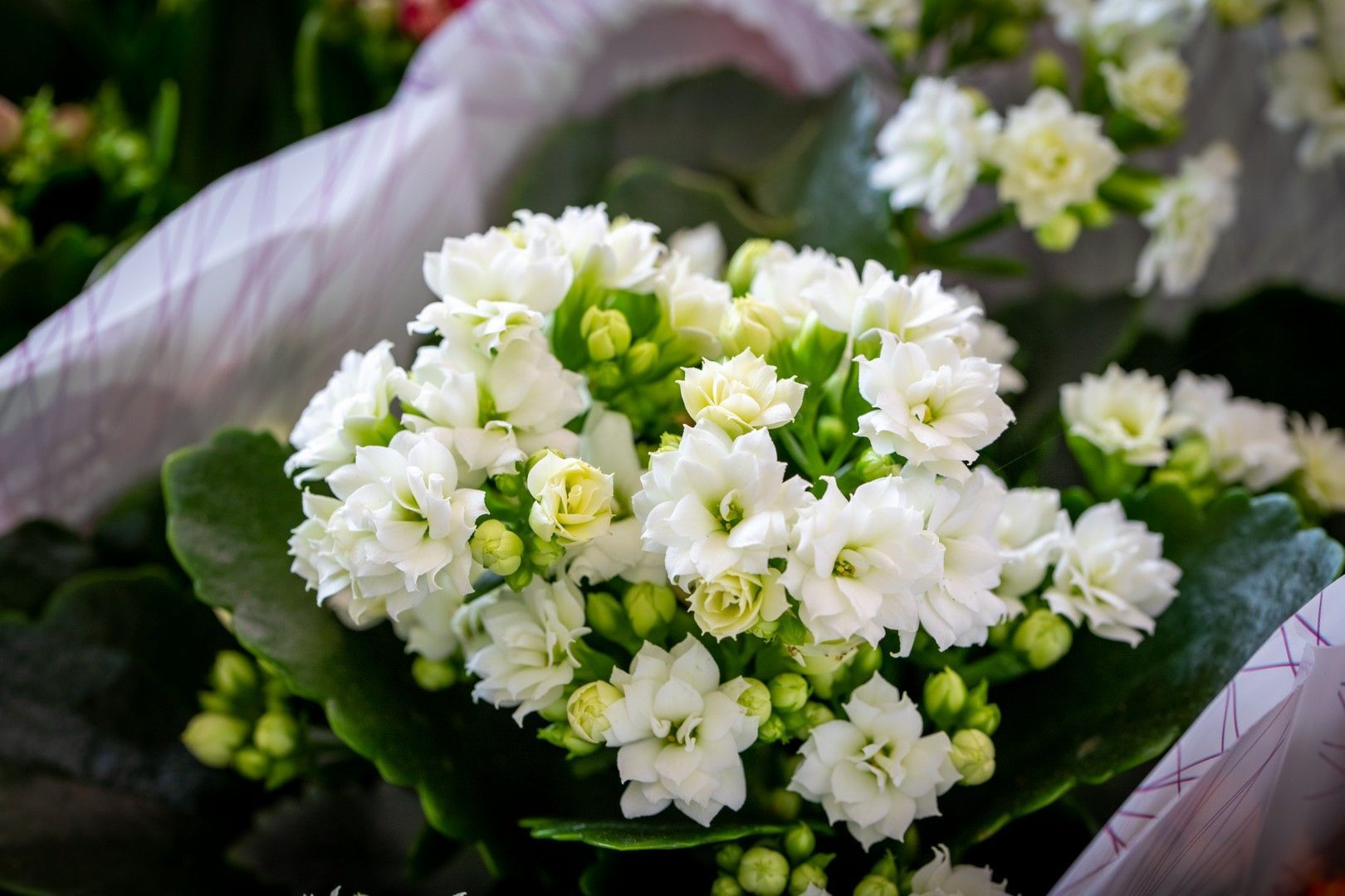 Un primo piano di un mazzo di fiori bianchi con foglie verdi.