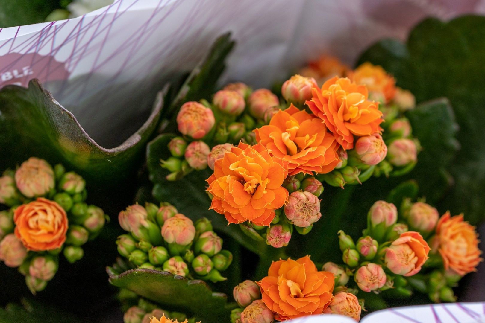 Un mazzo di fiori arancioni è disposto uno sopra l'altro su un tavolo.